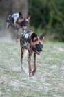 Zambia, South Luangwa National Park. African wild dog from the Manzi Pack. Art Print